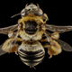 Image for article titled These Exquisite Bee Photographs Reveal Every Delicate Hair, Antenna, and Wing